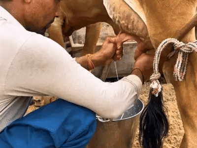 Sourcing Pure A2 Milk